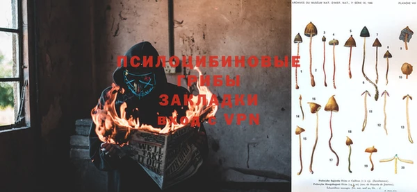 прущие грибы Карпинск